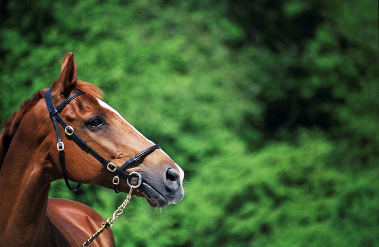 Il rapporto di fiducia tra l'uomo e il cavallo aiuta a individuare segnali di malattie o disturbi