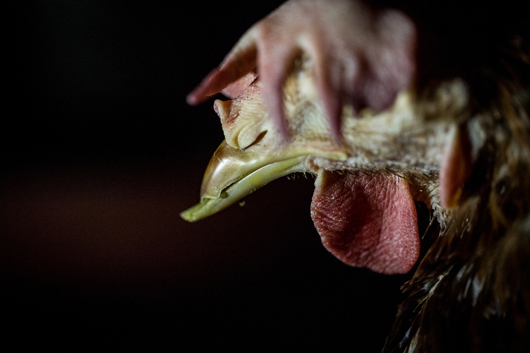 Un allevamento di galline per le uova