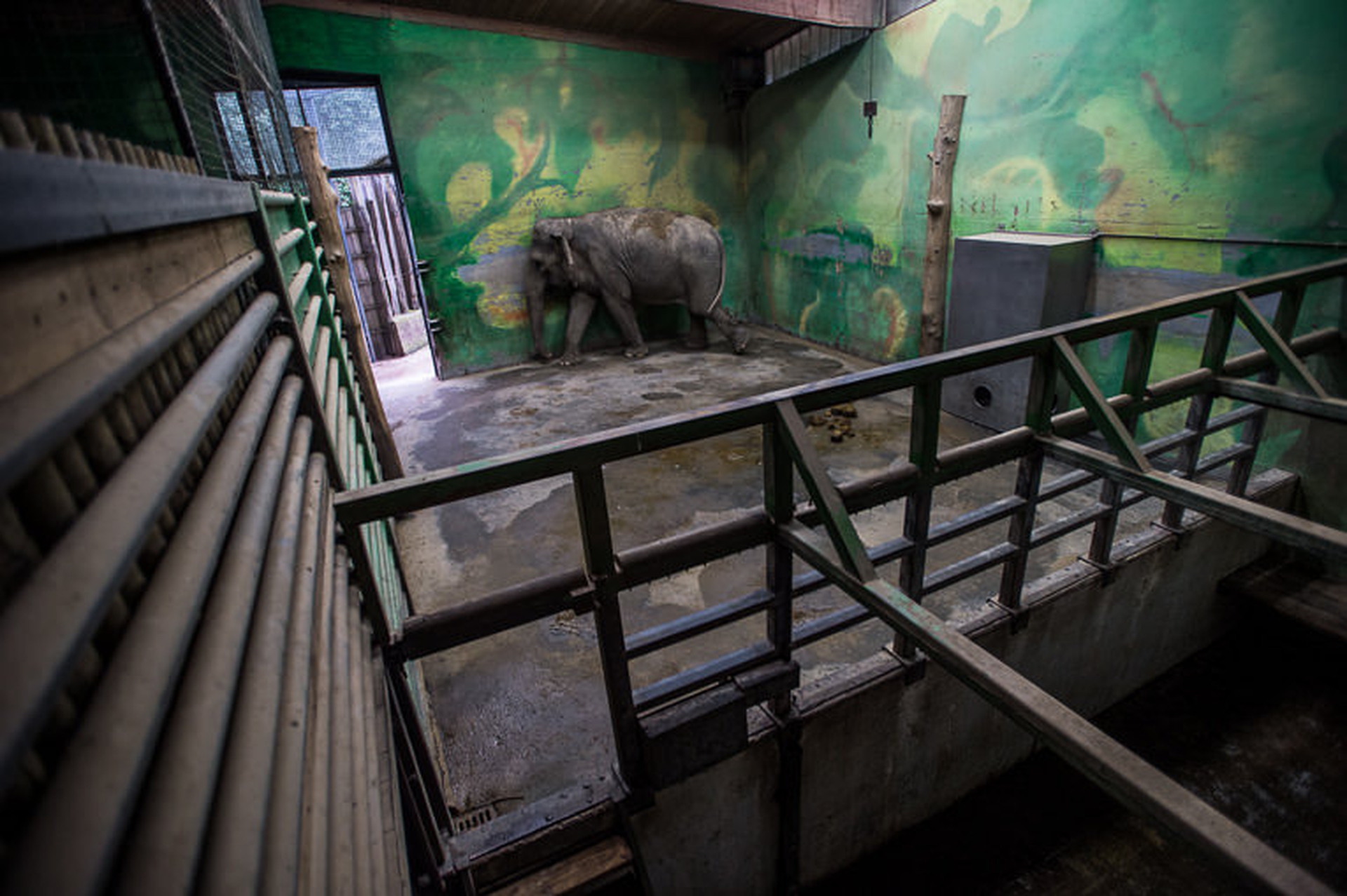 Animals in European Zoos