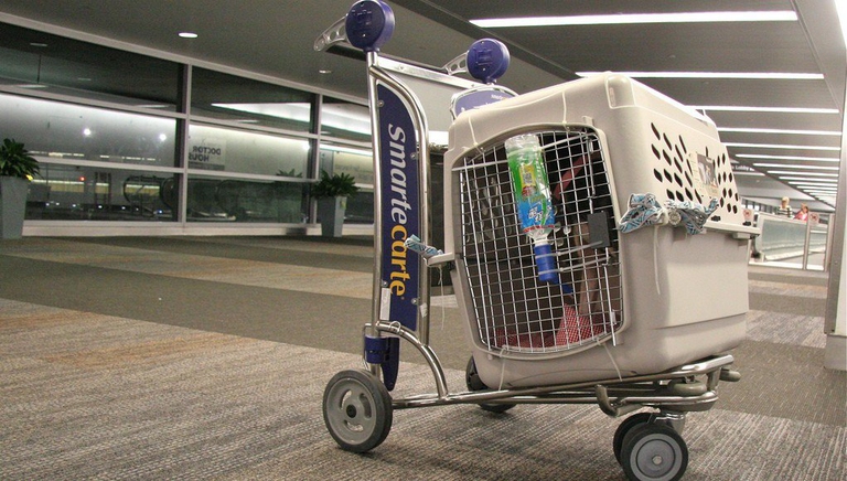 Cane in un trasportino all'aeroporto