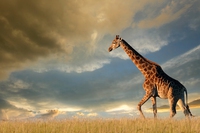 Ci siamo dimenticati di proteggere le giraffe, e ora stanno scomparendo