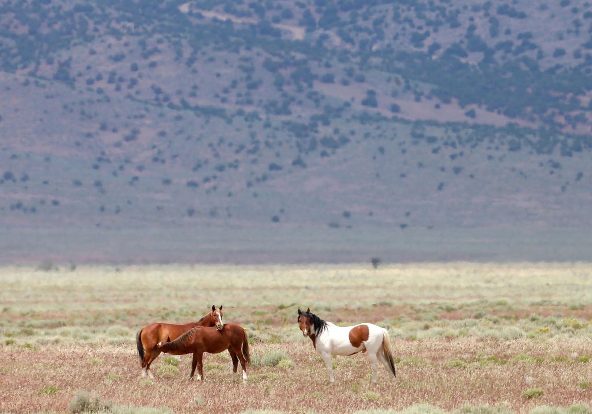 Un puledro allattato dalla madre