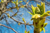 Chestnut bud, le gemme di ippocastano bianco
