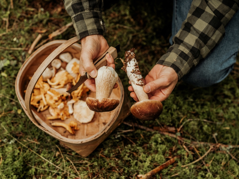 Funghi appena raccolti © knape/iStock