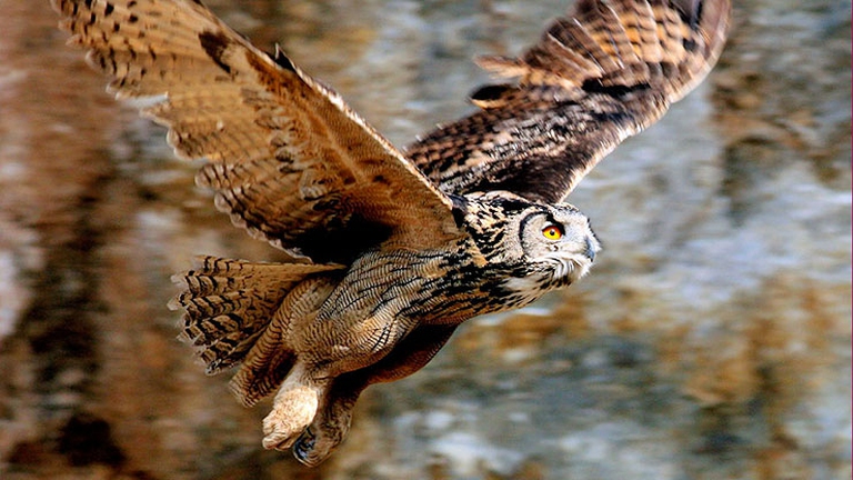 gufo-reale-in-caccia