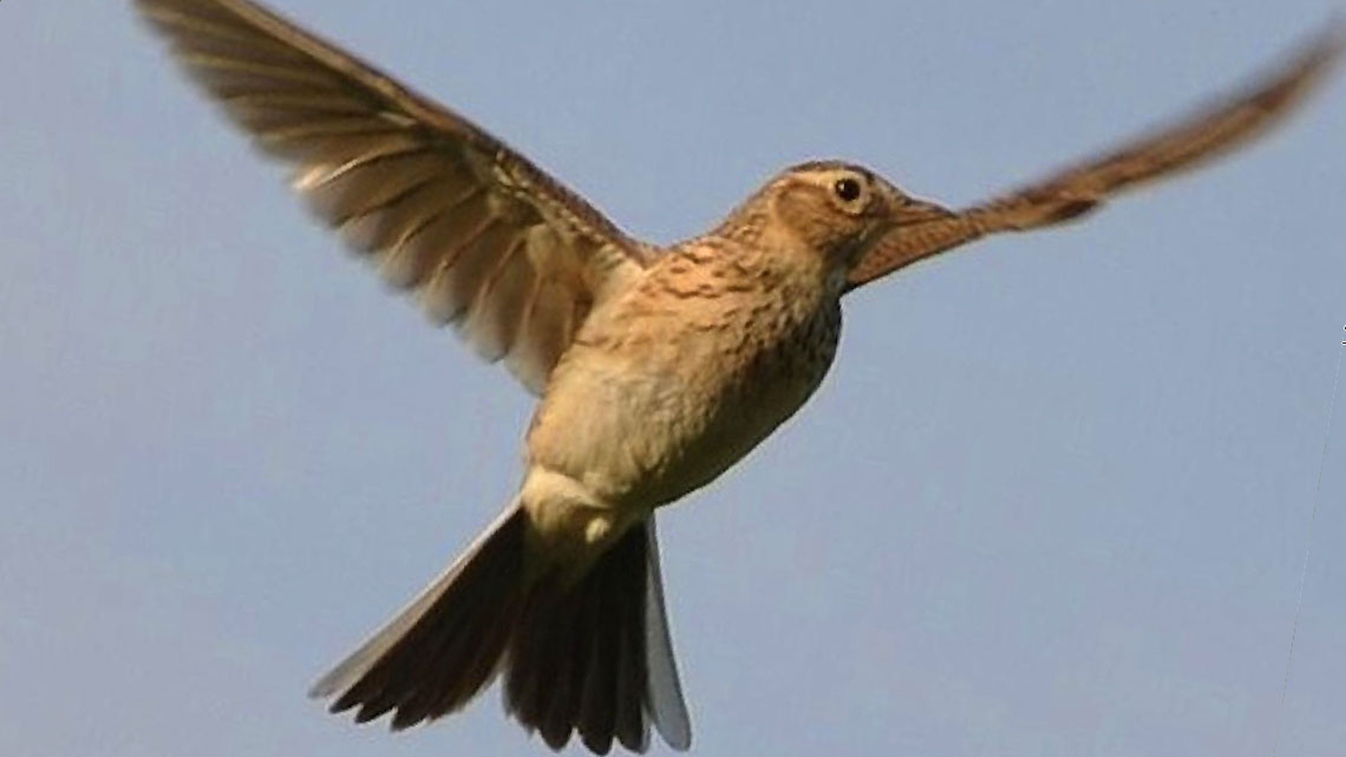 Etologia del corteggiamento, gli uccelli: l'allodola