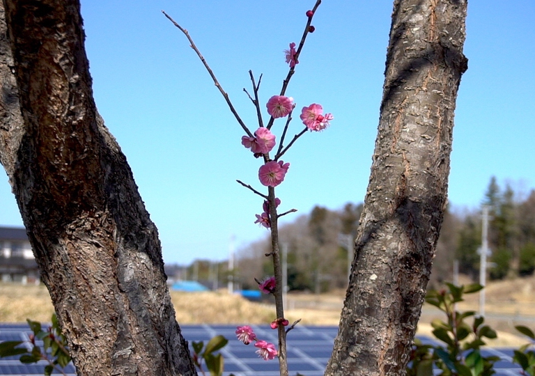 Fukushima 10 anni dopo
