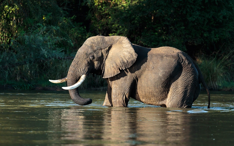zambia, lower zambezi national park
