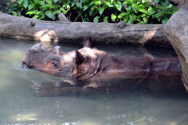 Rinoceronte di Sumatra che nuota in una piscina