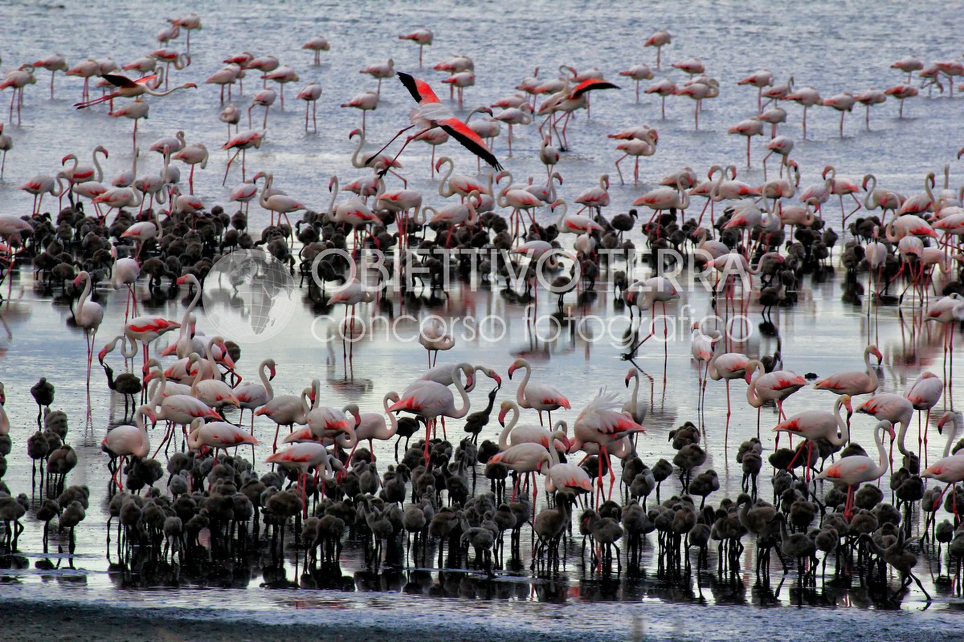 Parco naturale regionale Molentargius-Saline (Sardegna)