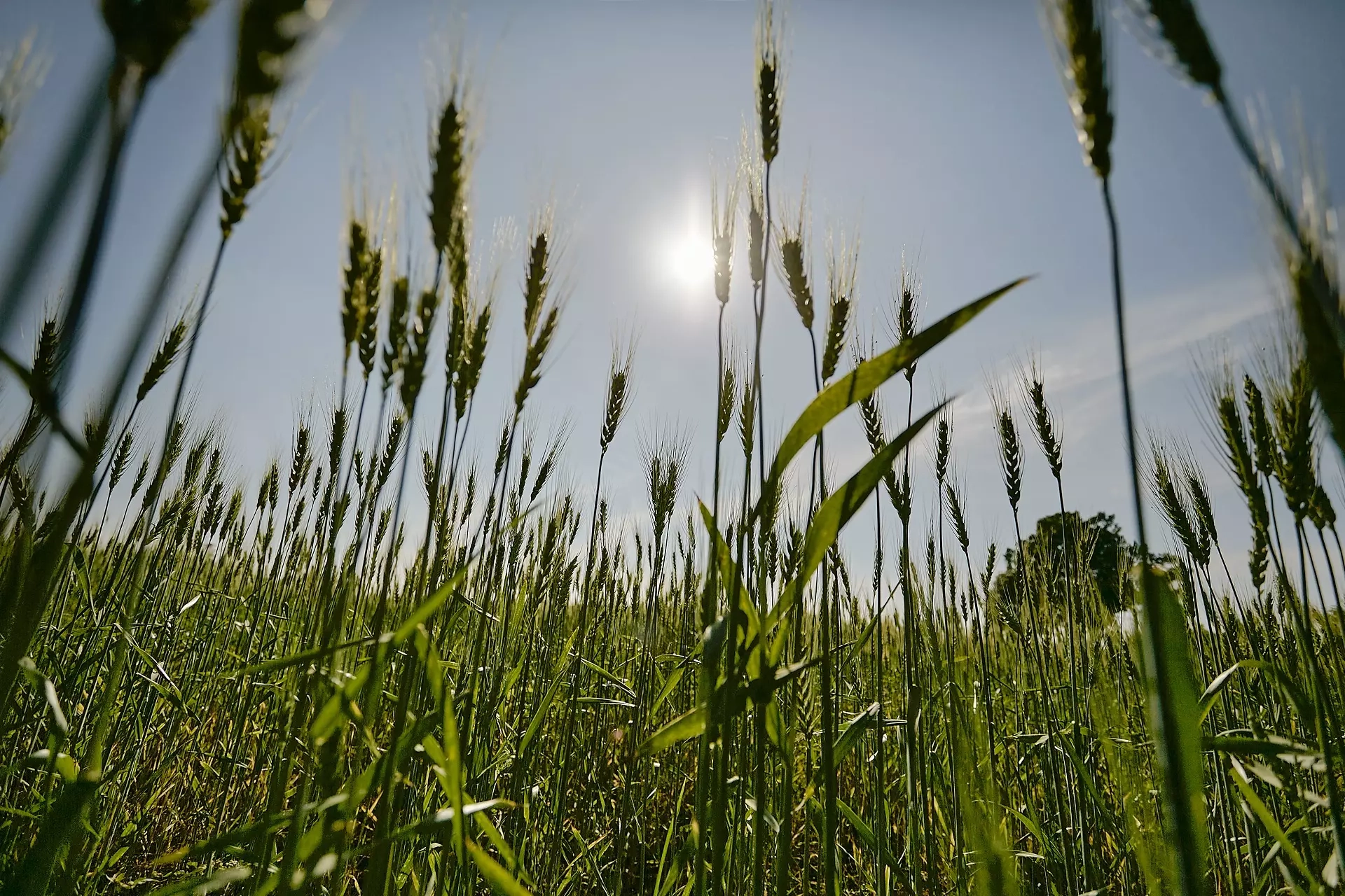 Myanmar mostra Cesvi