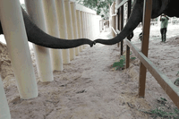 La storia a lieto fine di Kaavan, l’elefante più solo del mondo liberato dopo 35 anni di reclusione