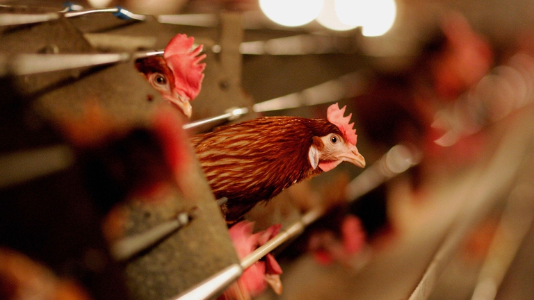 Ogni anno, nel Regno Unito, muore un milione di polli nel trasporto verso il macello 