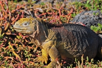 Galapagos, tornano le iguane sull’isola di Santiago, reintrodotte dopo 200 anni