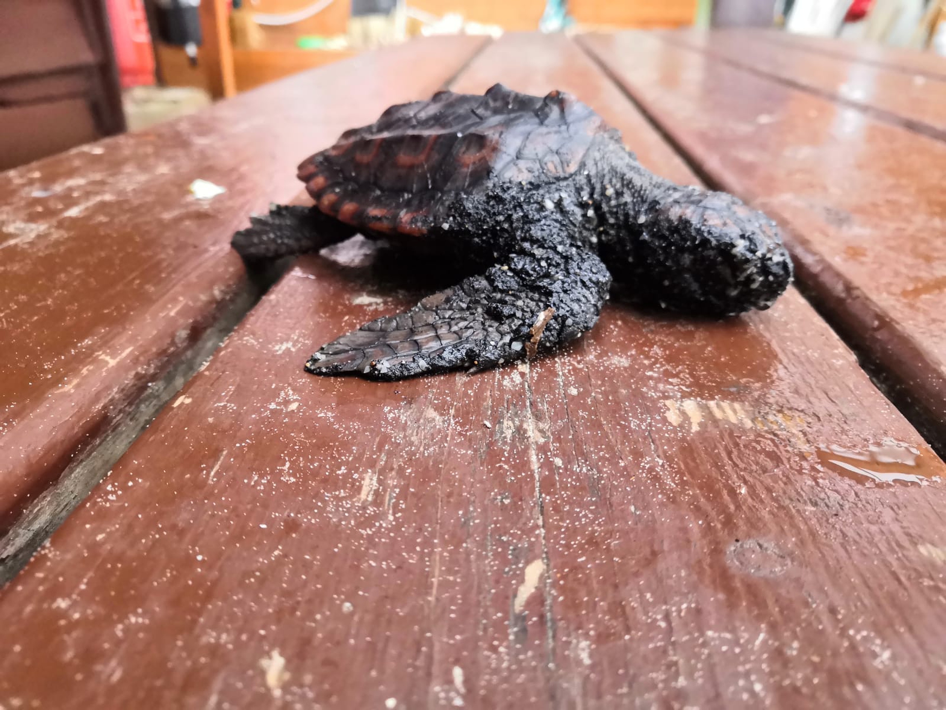 israele-tartaruga-petrolio