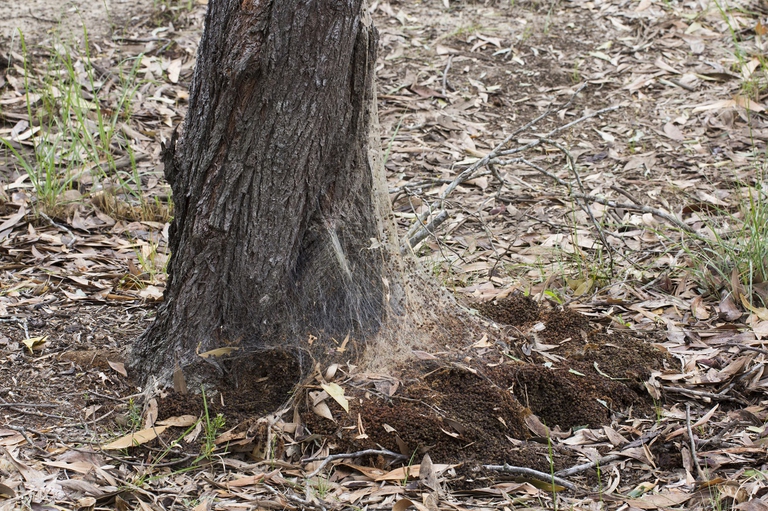 Immagini processionaria del pino
