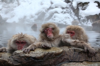 La femmina di macaco che ha spodestato i maschi