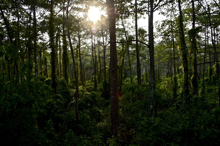 Parco nazionale di Chitwan
