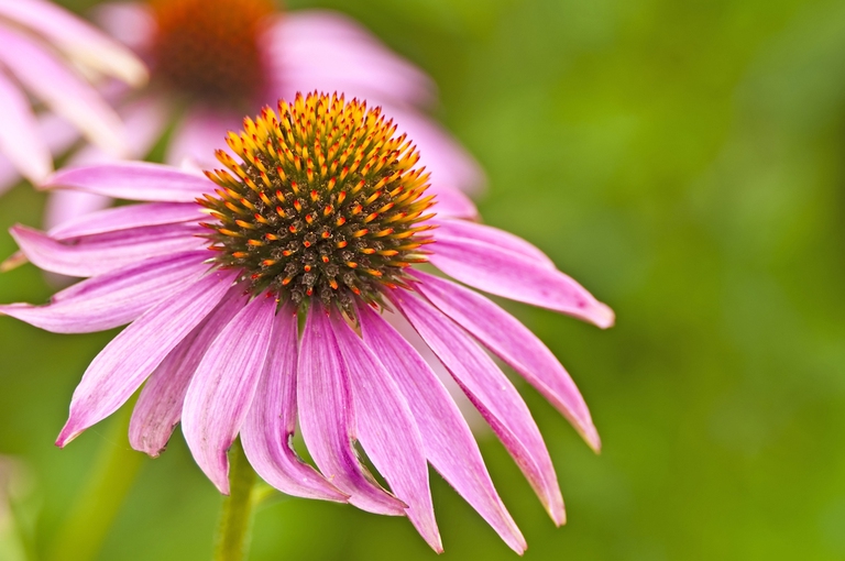 echinacea papilloma virus