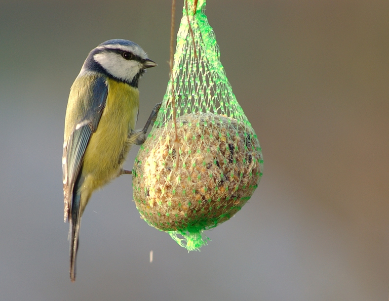 Parus_caeruleus_2_Luc_Viatour