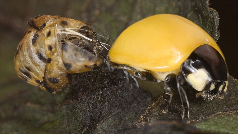 L'ultimo stadio di metamorfosi di una coccinella arlecchino (foto di Andia/UIG via Getty Images)