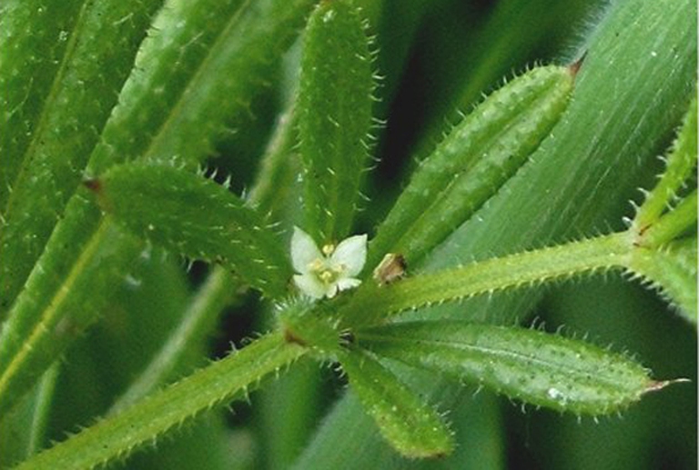 galium-aparine