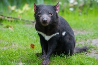 Australia, sono nati sette cuccioli di diavolo della Tasmania. È la prima volta in tremila anni