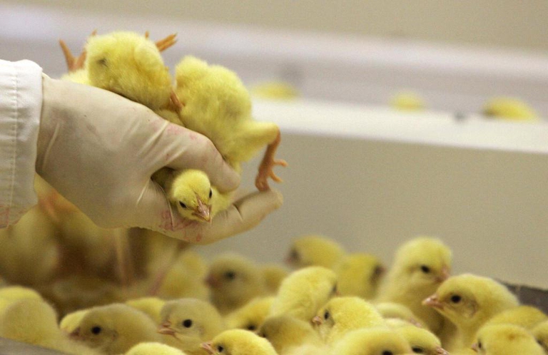 culling male chicks