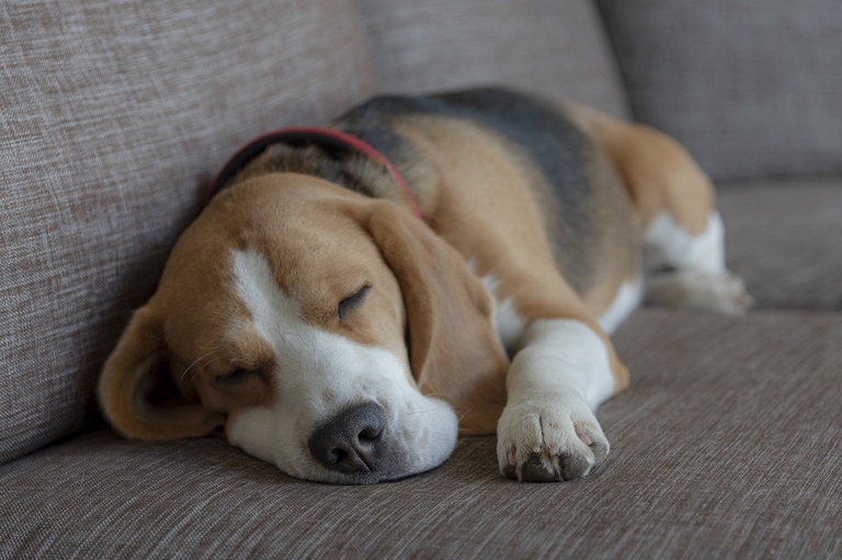 beagle addormentato
