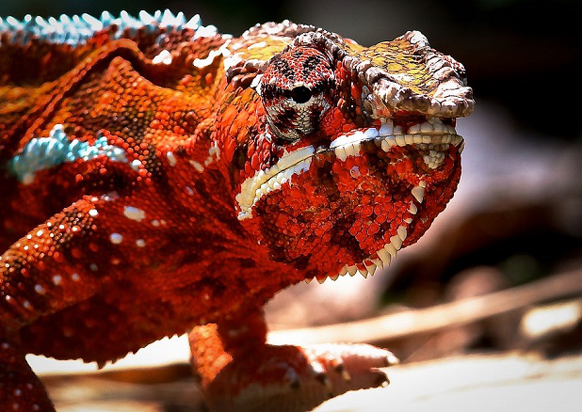 camaleonte rosso madagascar