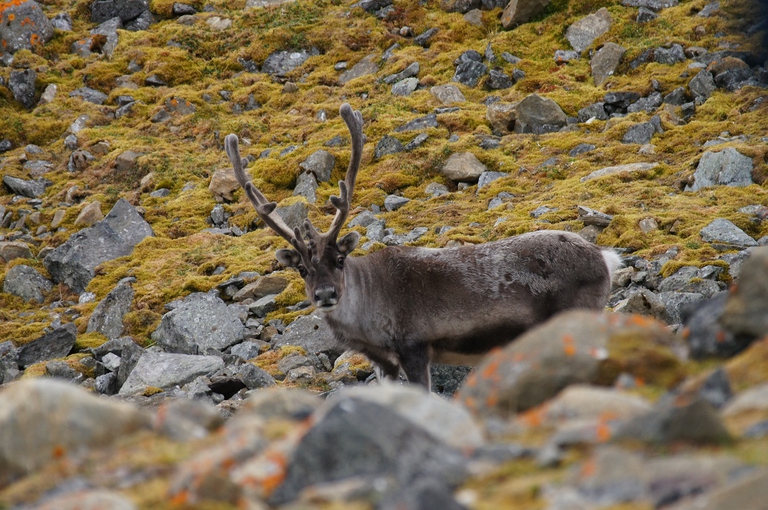 Esemplare maschio di renna delle Svalbard mentre pascola