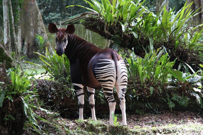 Okapi