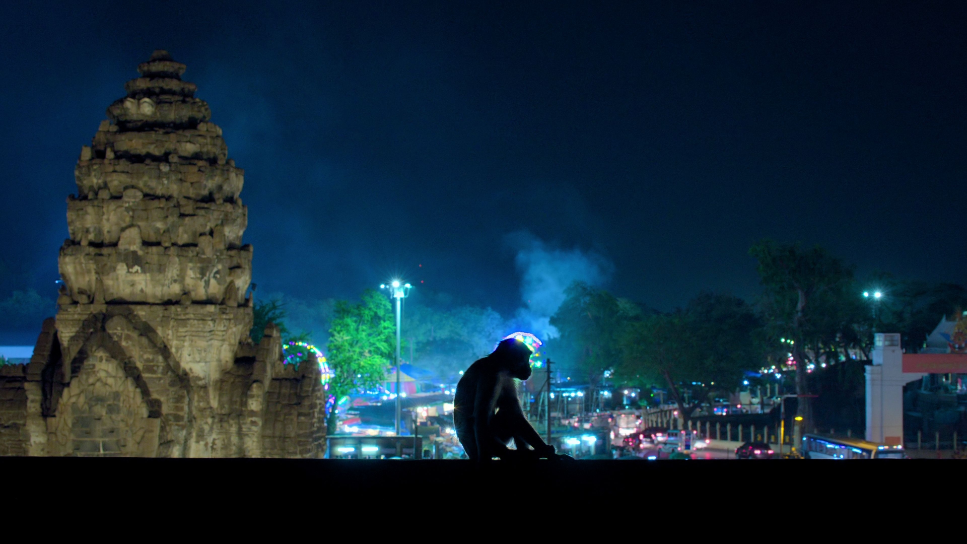 Un macaco dalla lunga coda