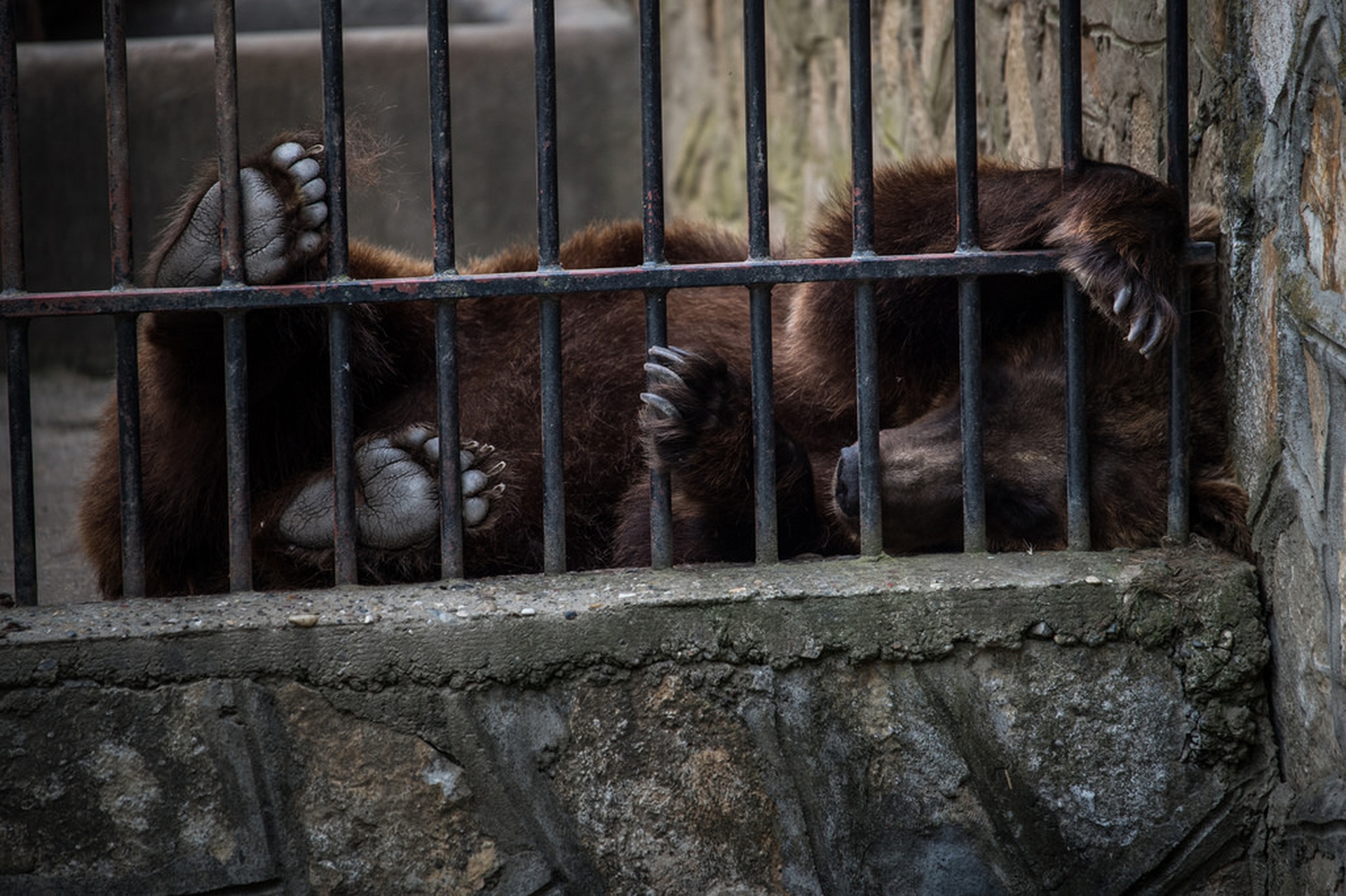 Animals in European Zoos