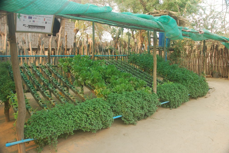 great terre des hommes orto