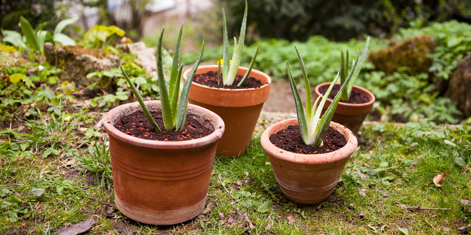 aloe vera marron Aloe Vera  rePotme
