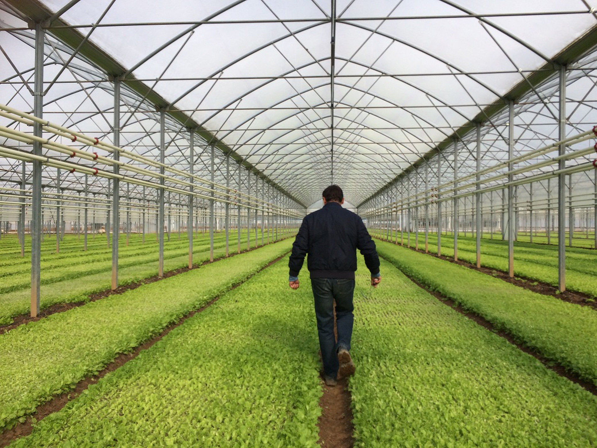 Serre multicampata presso azienda agricola La Vallere