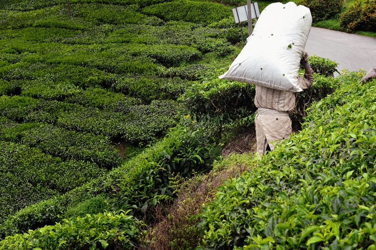 tea plantations workers