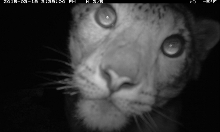leopardo delle nevi ripreso da fototrappola in Mongolia