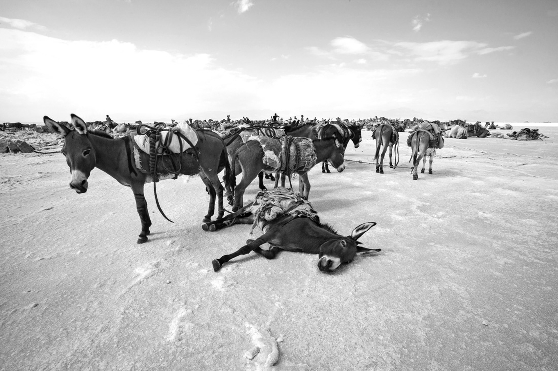 Scatti fatti durante i viaggi di Mille battute
