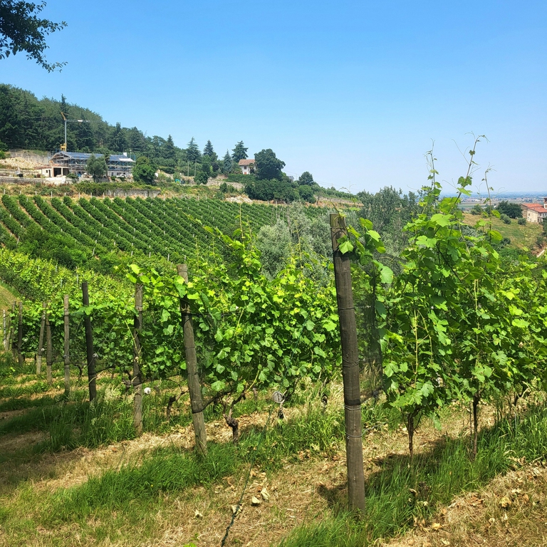 Vigne e meleti nelle colline intorno a Saluzzo
