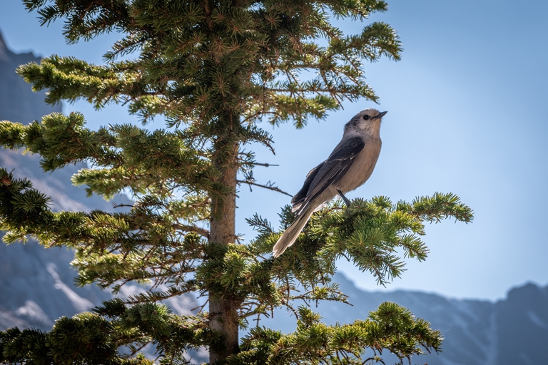 Un uccellino su un albero