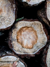 Quello che provano gli alberi: gli anelli annuali come sentinelle dei cambiamenti ambientali