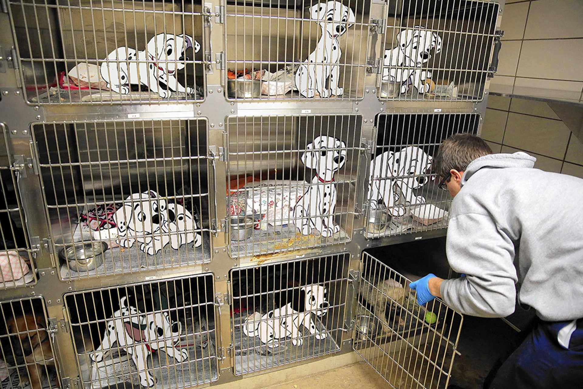 Unhappily ever after - One hundred and one Dalmatians