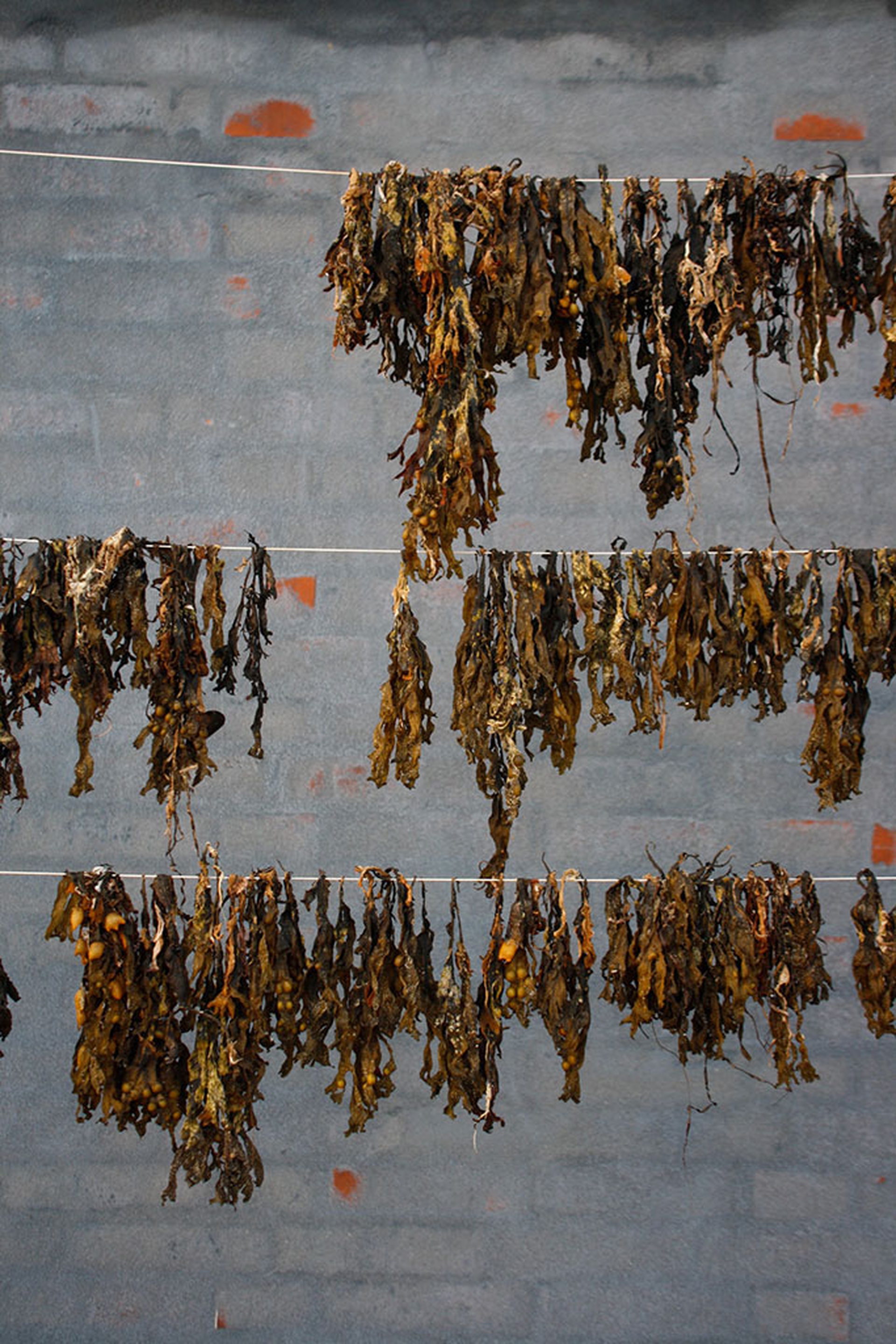4-Terroir_Production_driedseaweedNI_web_1800