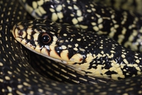 Bambini e serpenti, storia di una convivenza (stra)ordinaria