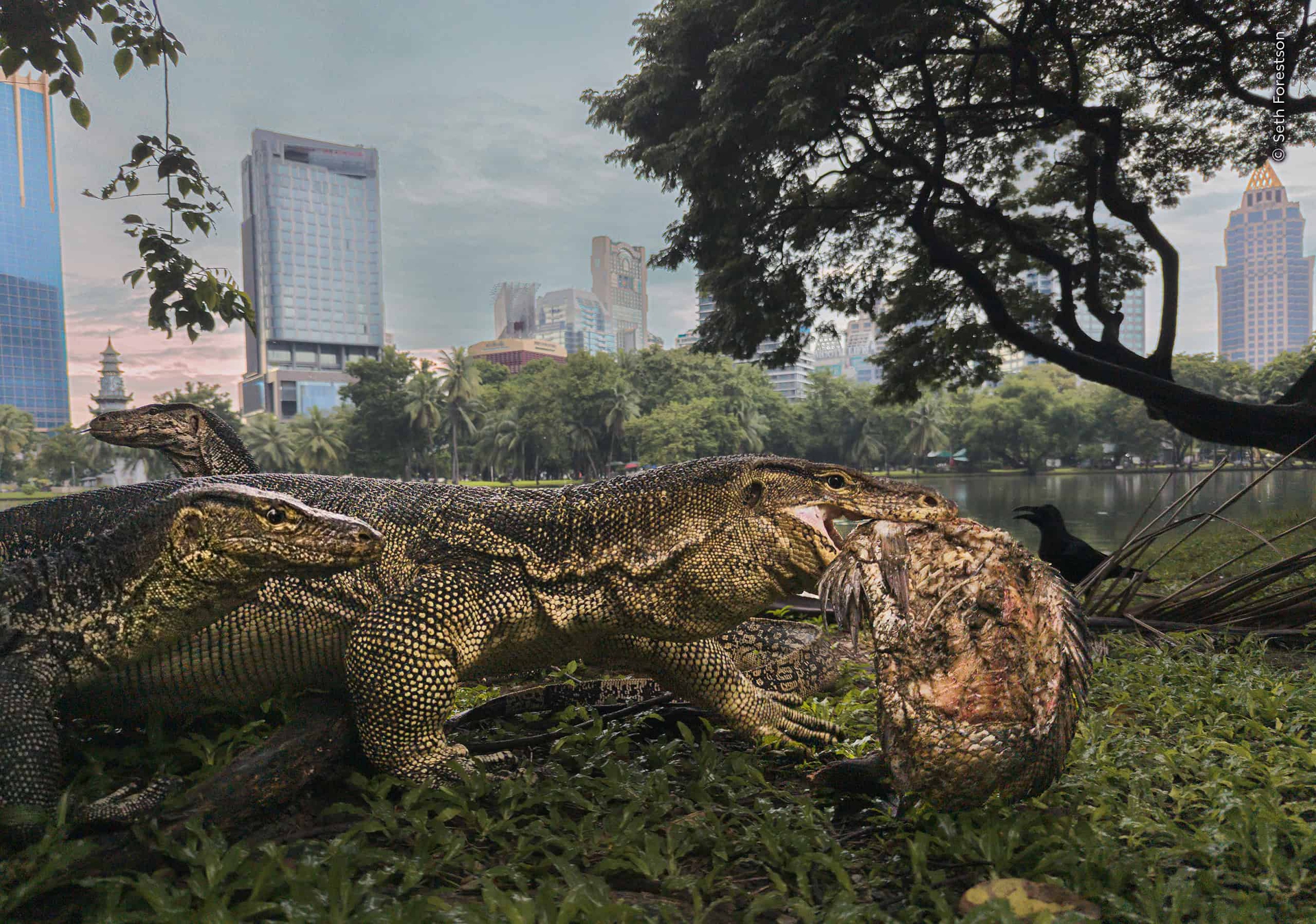 &copy; Wildlife Photographer of the Year