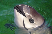 Mexico uses drones to save vaquitas, the world’s rarest marine mammals