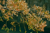 Moringa oleifera. Proprietà, benefici, utilizzo e controindicazioni dell’albero del rafano