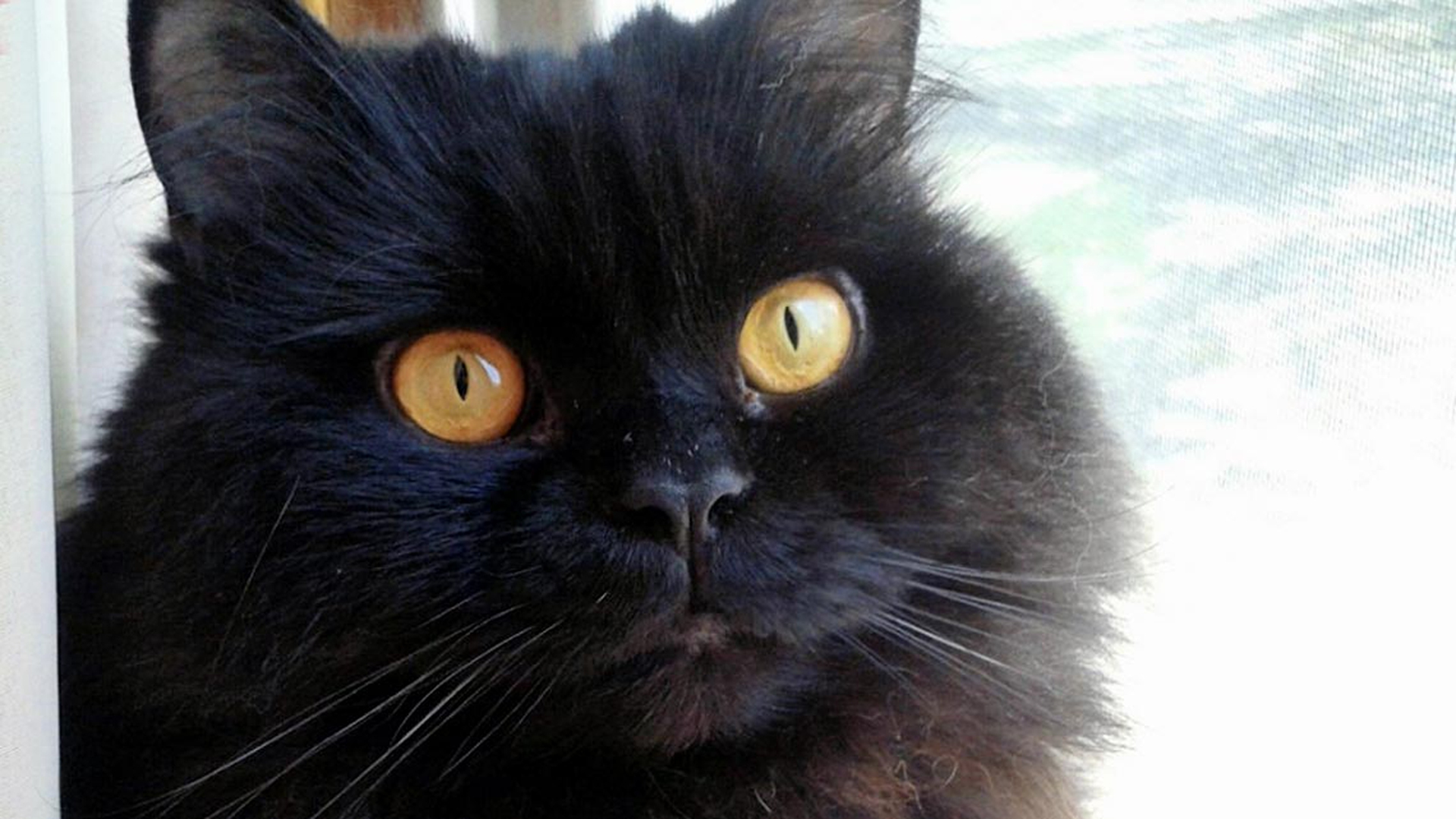 gatto-nero-primo-piano-cucciolo